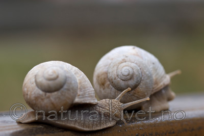 BB 09 0131 / Helix pomatia / Vinbergsnegl